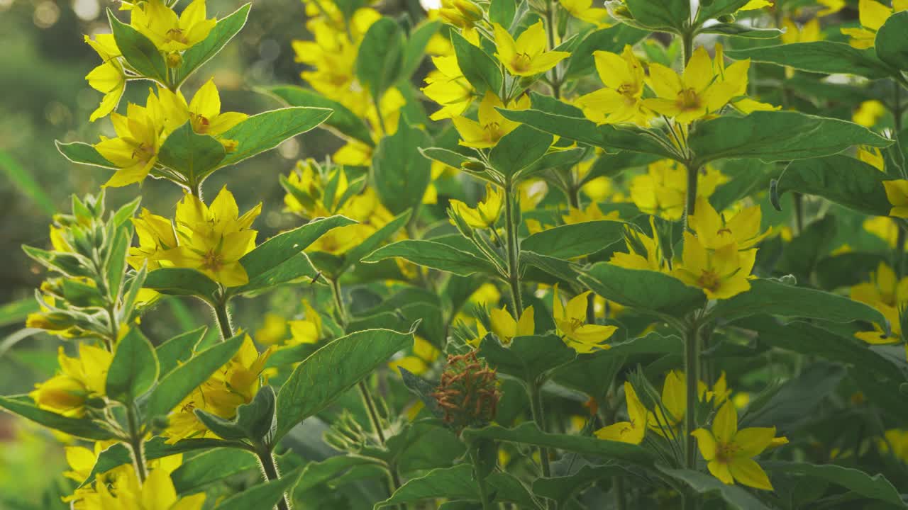 大片的黄色花园松散的花朵，周围是绿叶，特写细节，镜头慢慢滑向一边视频下载