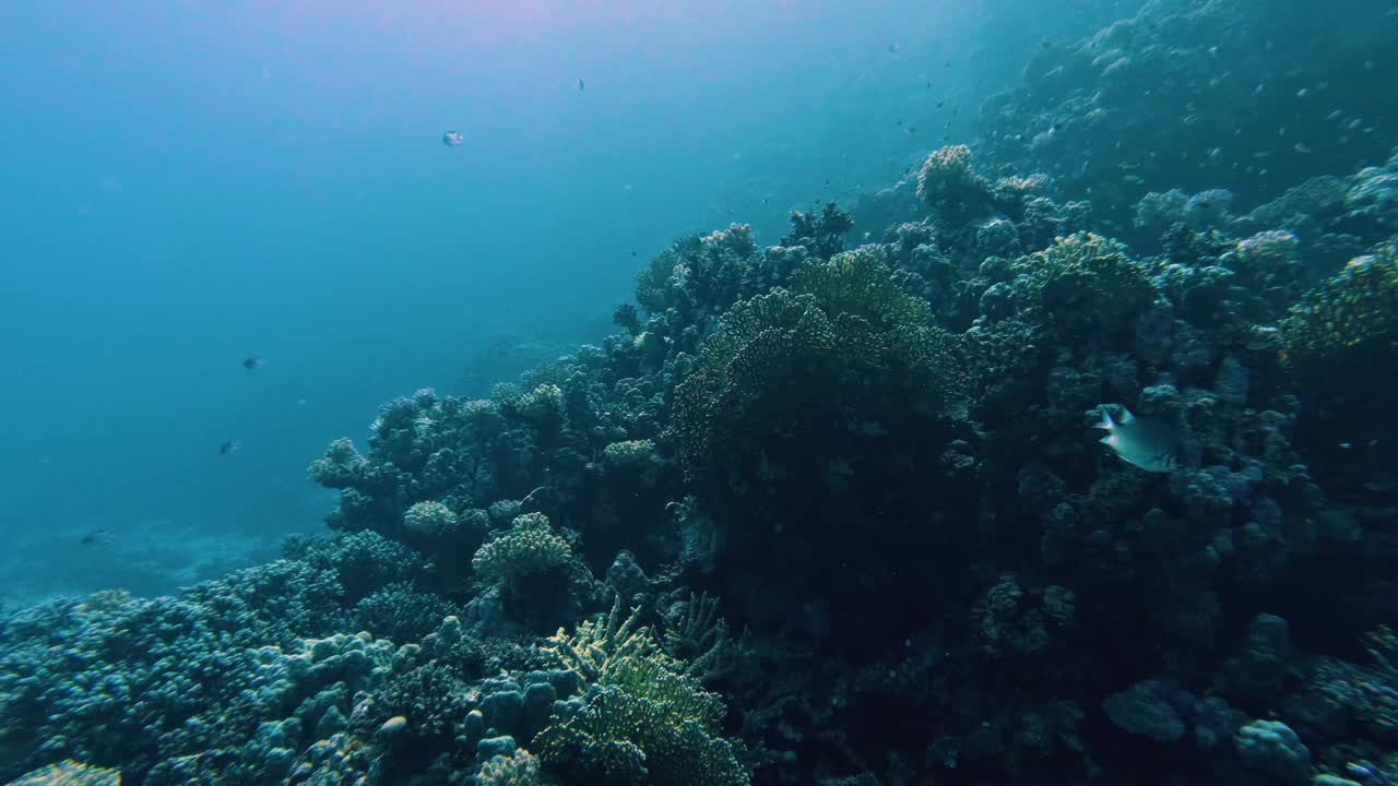 在埃及红海的珊瑚礁里潜水，没有人，50%是慢动作视频素材