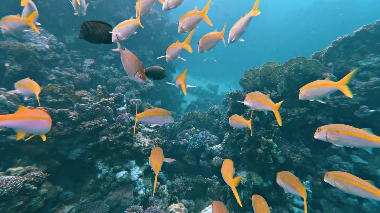 在埃及红海的珊瑚礁里和一群金山羊一起潜水，没有人，25%的慢动作视频下载