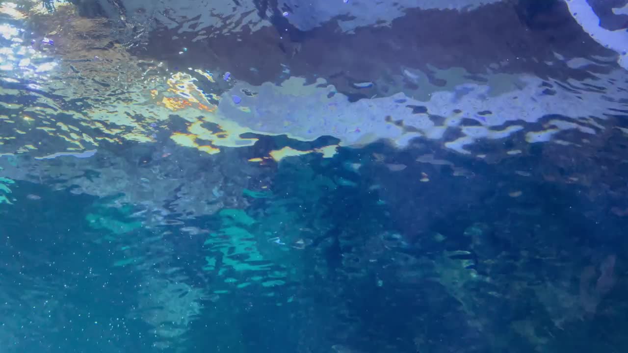 水族馆和鲨鱼视频下载