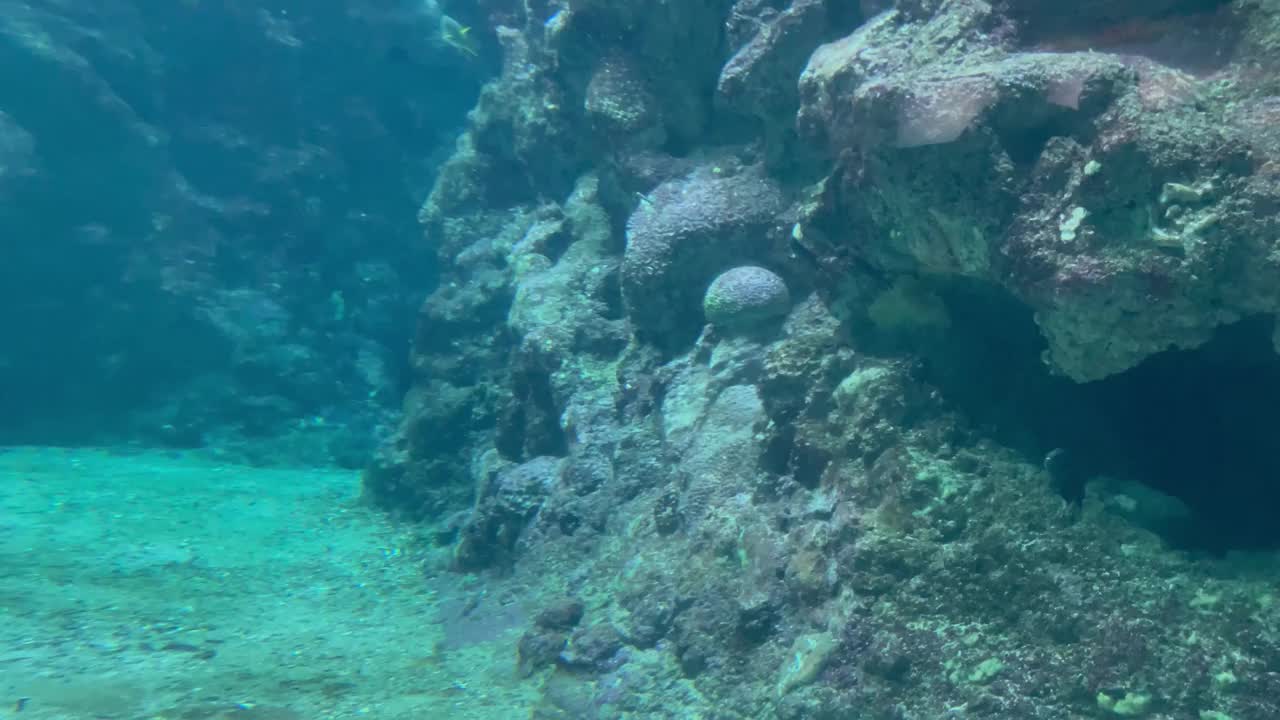 水族馆和鲨鱼视频下载