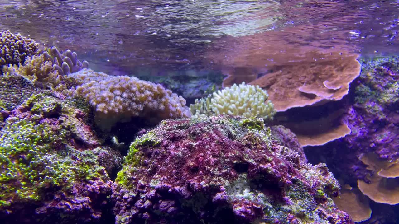 水族馆视频素材