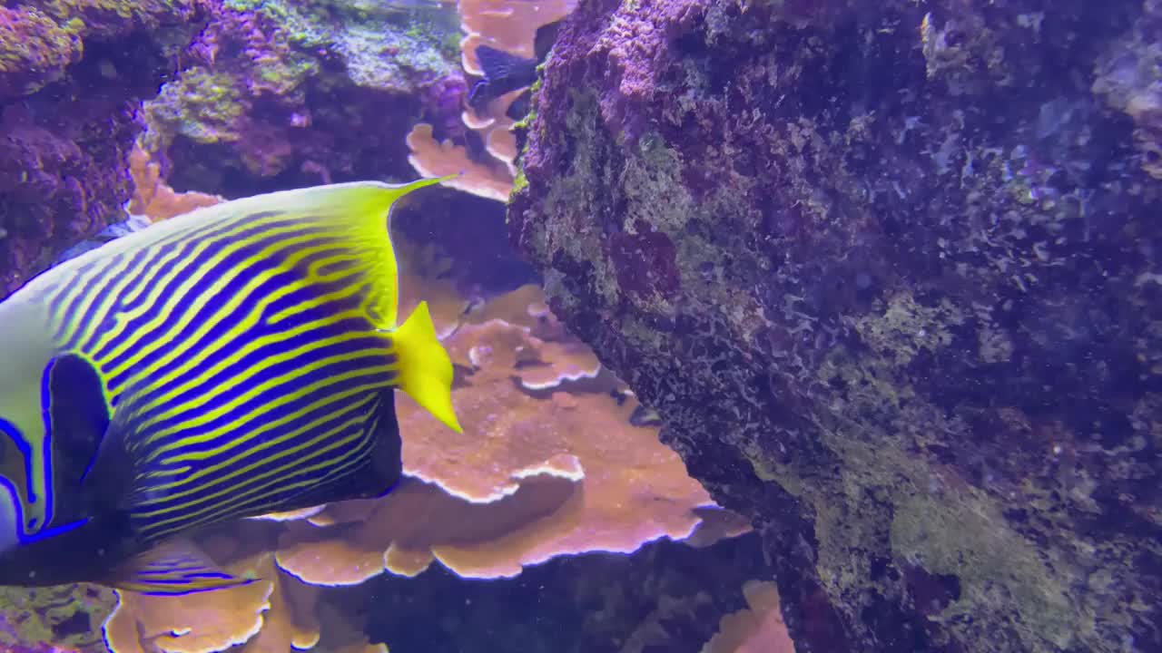 水族馆视频下载