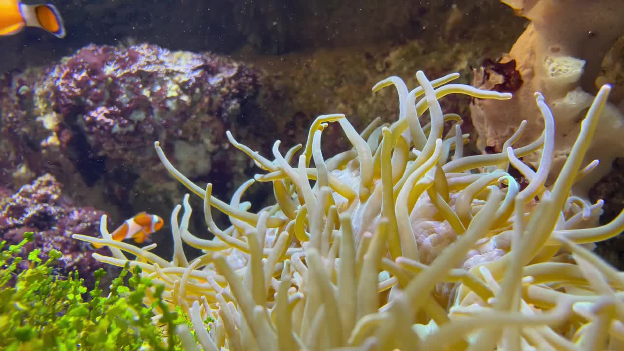 水族馆视频素材