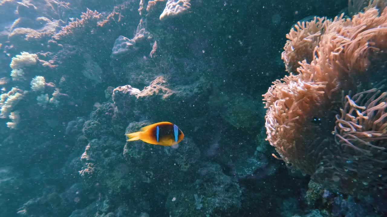 小丑鱼在大海葵，水肺潜水在红海的珊瑚礁在埃及，没有人视频素材