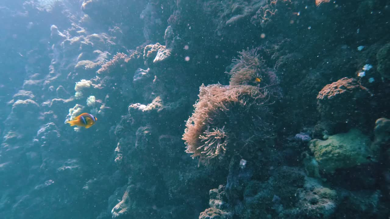 小丑鱼在大海葵，水肺潜水在红海的珊瑚礁在埃及，没有人视频下载