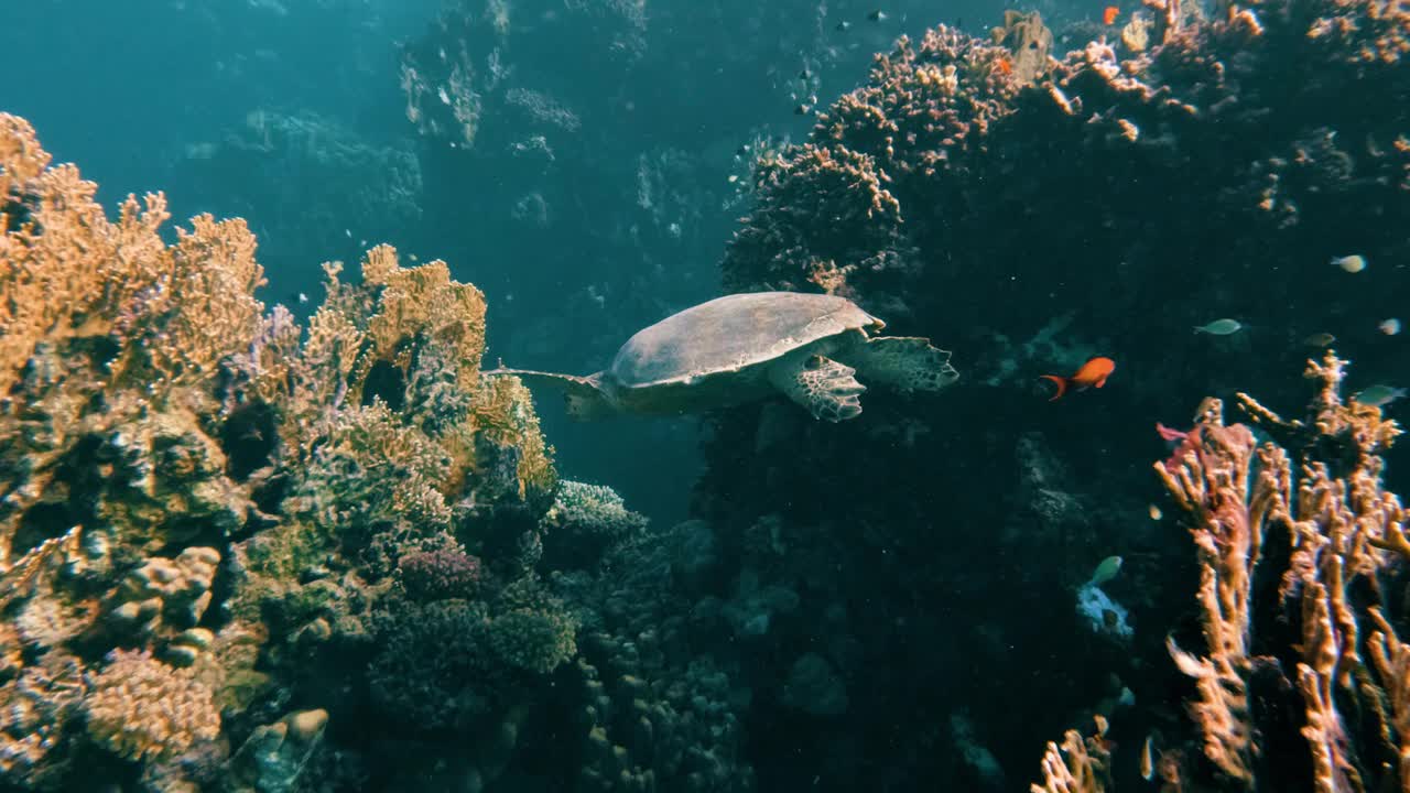 在埃及红海的珊瑚礁里和一只绿海龟一起潜水，没有人视频下载