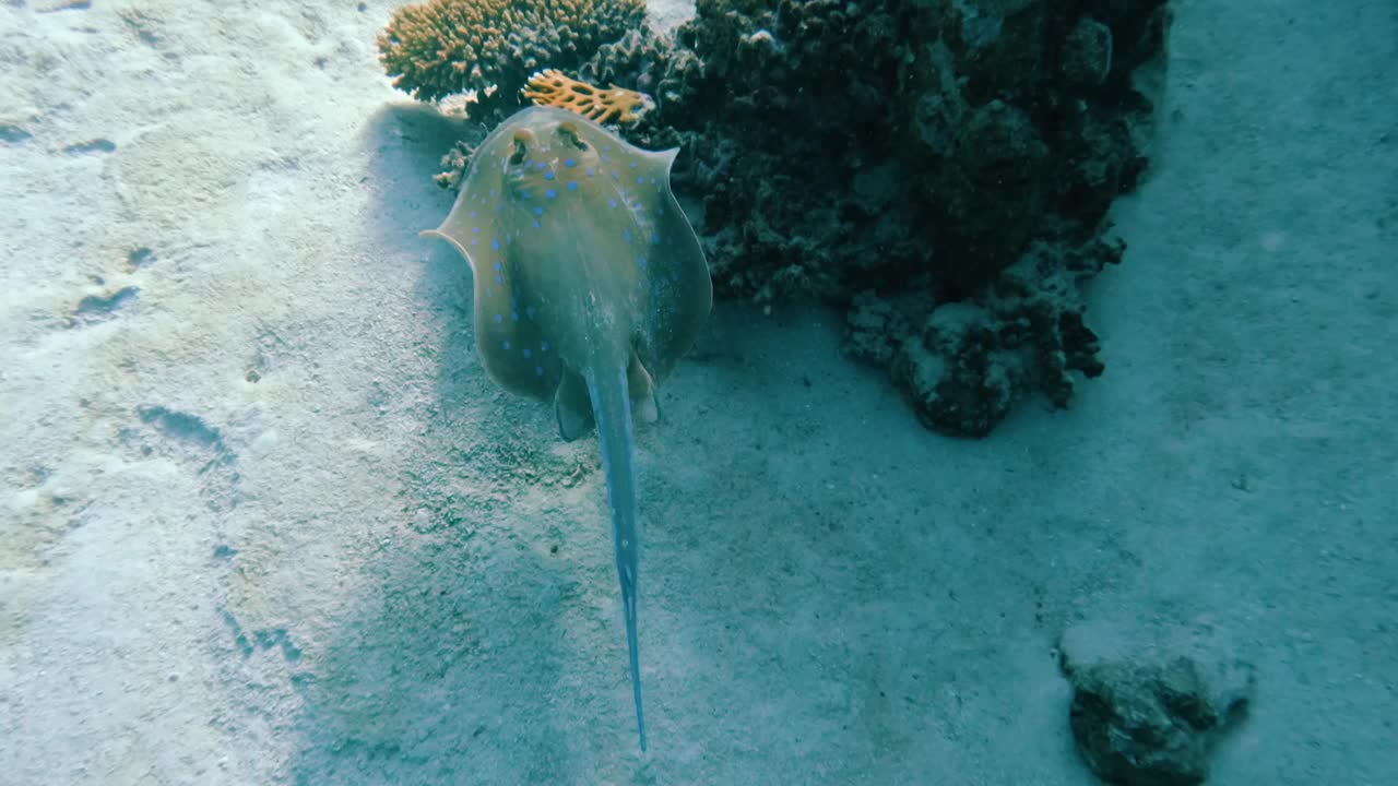 在埃及红海的珊瑚礁里，和一条蓝斑带尾鳐一起潜水，没有人视频素材