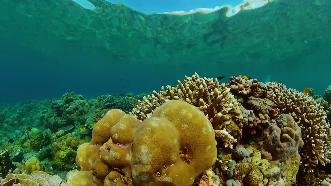 珊瑚礁的海底世界。视频素材