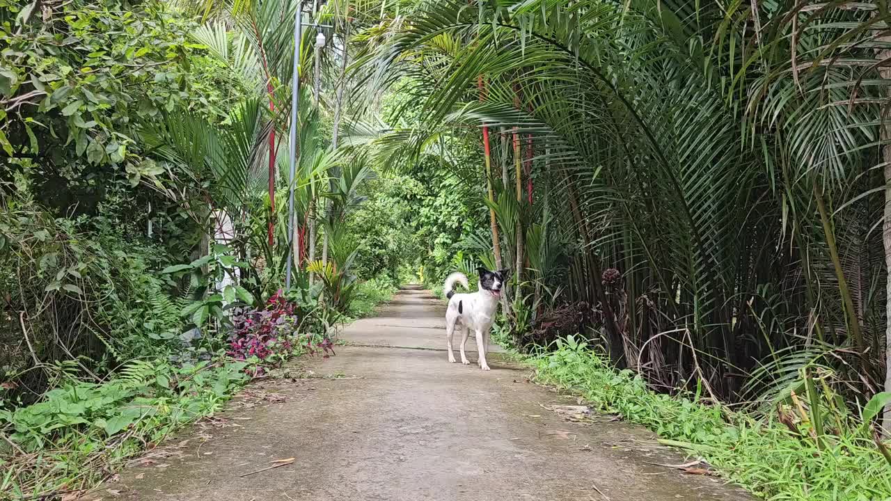 清晨，一只快乐的小狗在越南湄公河三角洲永隆省芒提区村庄狭窄的街道上。视频下载