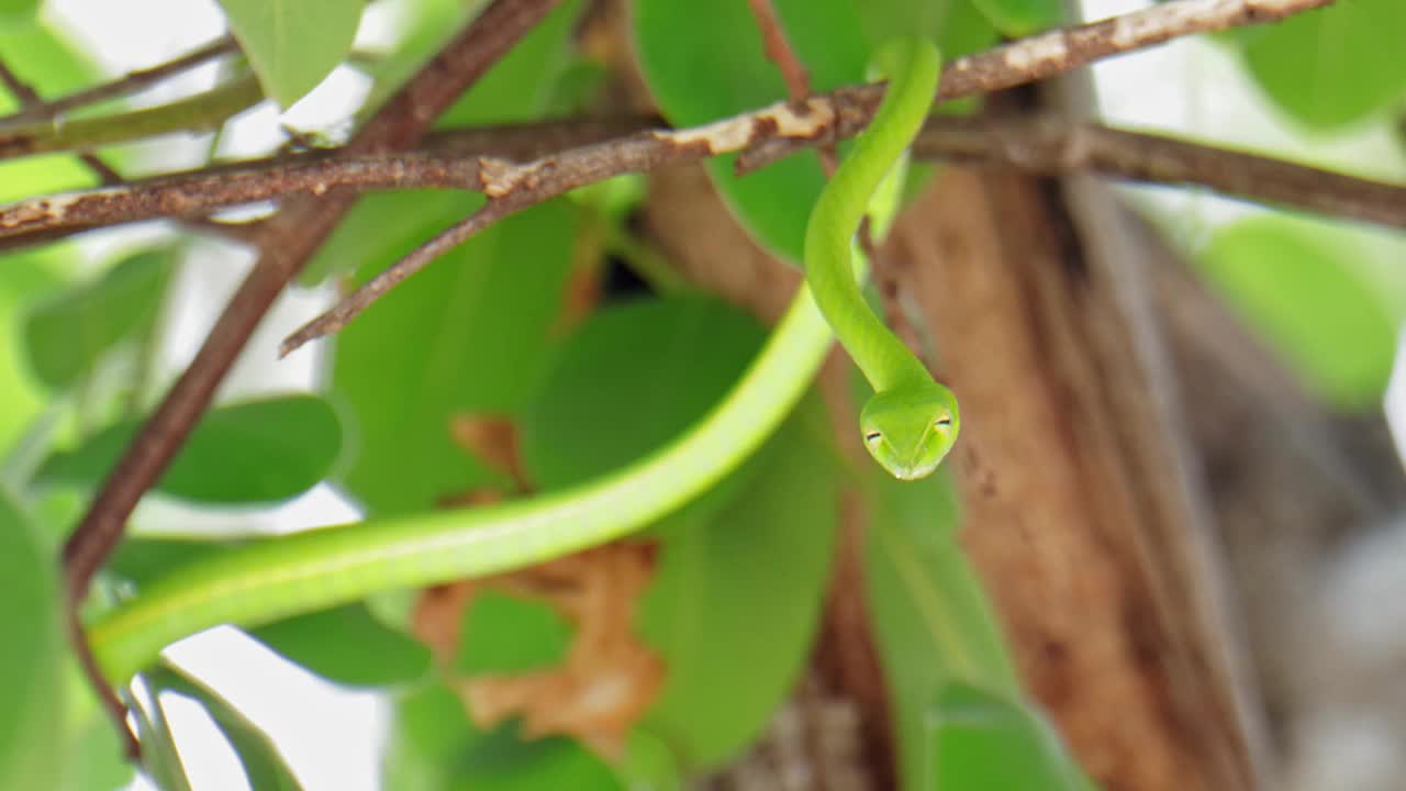 绿色亚洲藤蔓蛇挂在树上视频素材