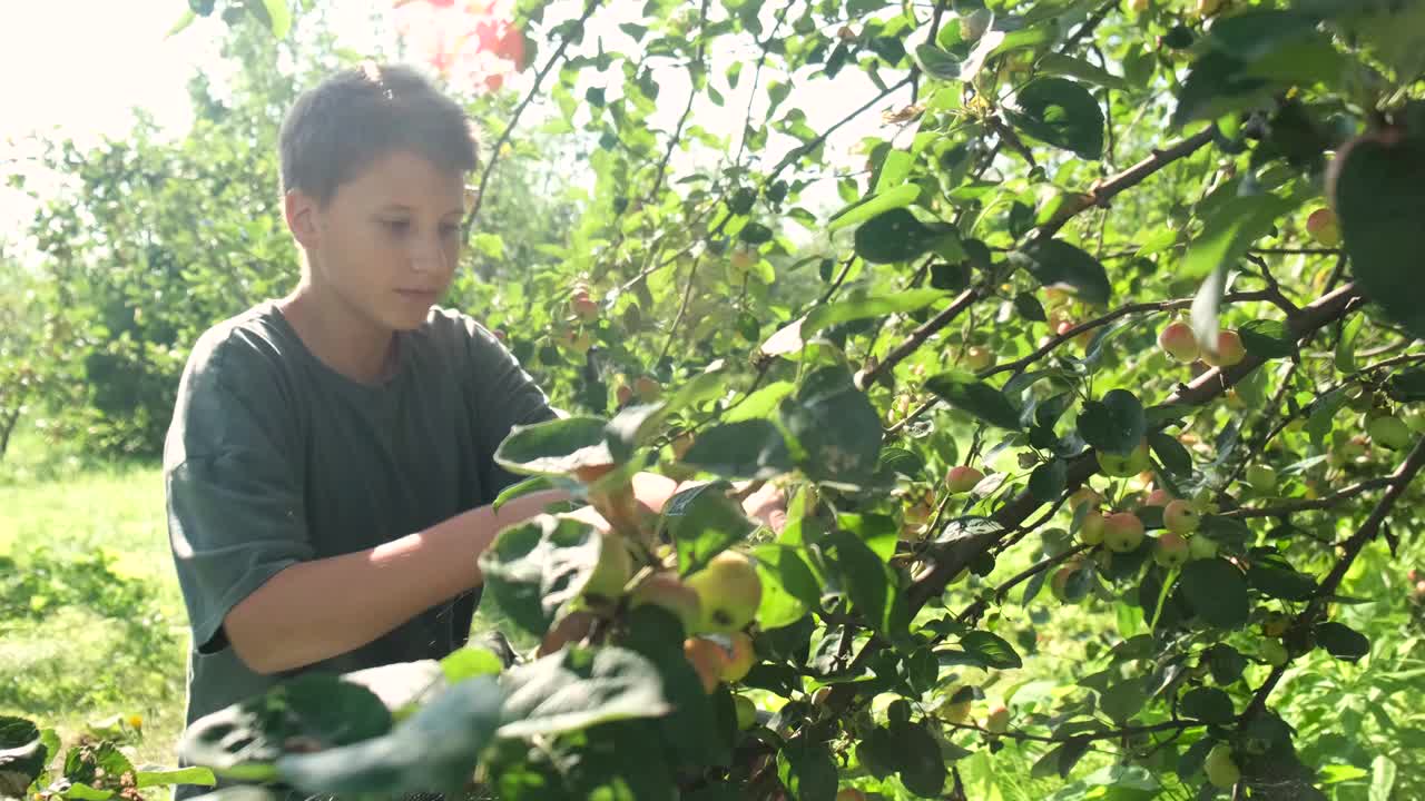 秋天，十几岁的男孩在一个家庭农场的花园里摘红苹果。有机健康苹果。收获的概念。视频素材