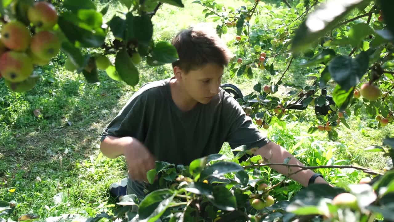 秋天，十几岁的男孩在一个家庭农场的花园里摘红苹果。有机健康苹果。收获的概念。视频素材