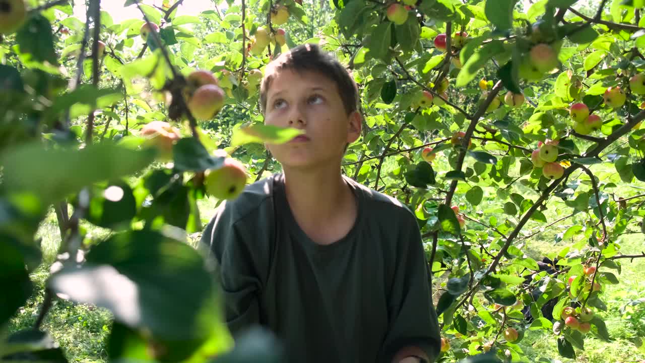 秋天，十几岁的男孩在一个家庭农场的花园里摘红苹果。有机健康苹果。收获的概念。视频下载