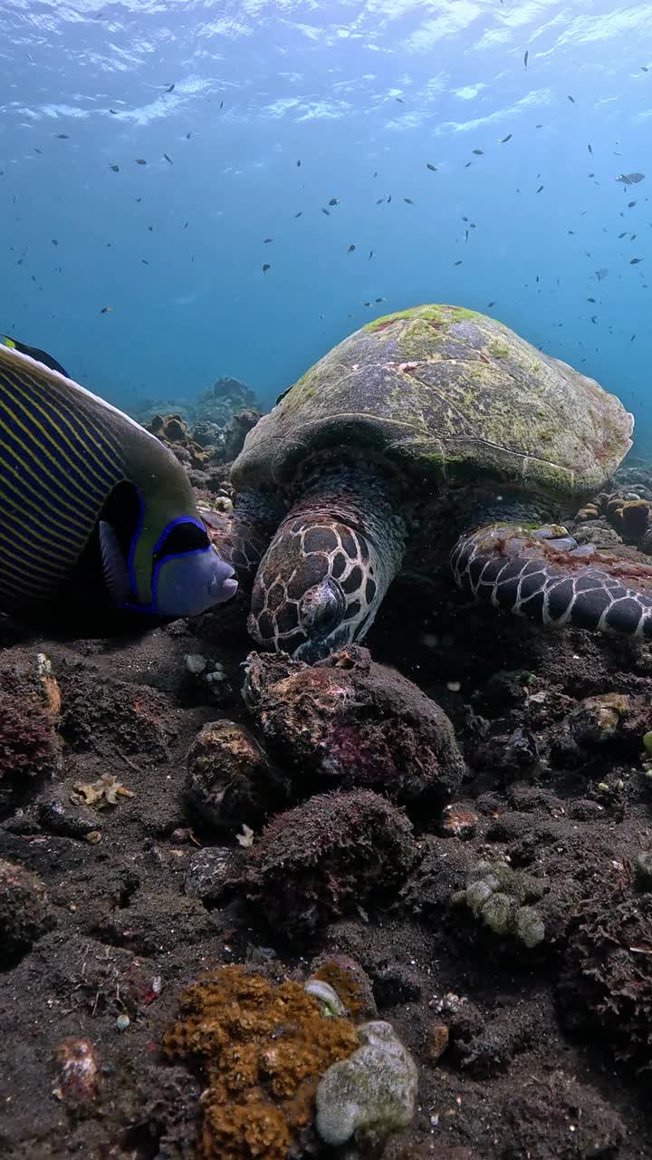 海龟进食视频下载