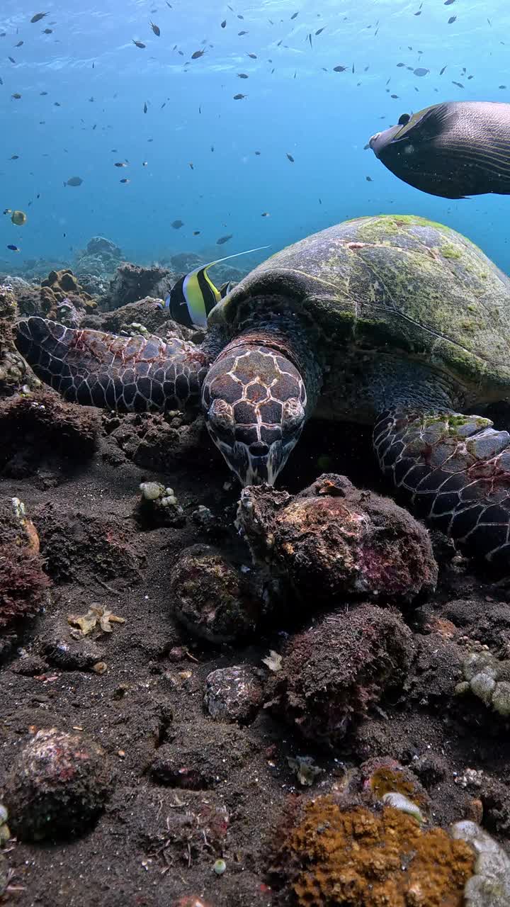 海龟进食视频下载