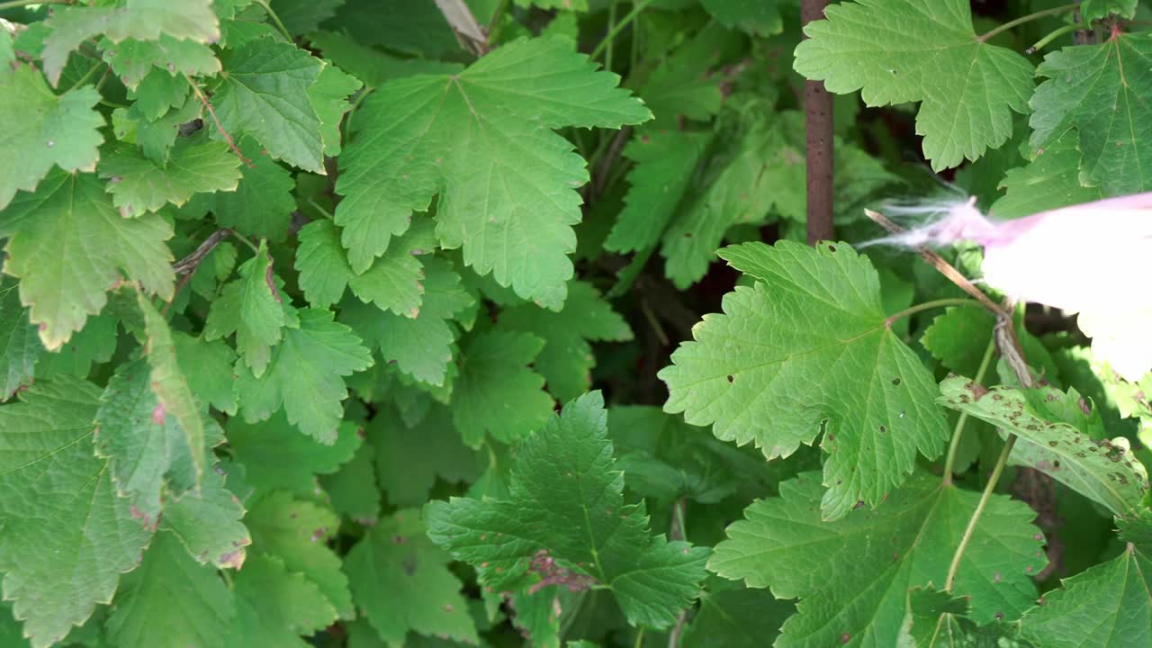 从灌木丛中收获红醋栗(特写)视频下载