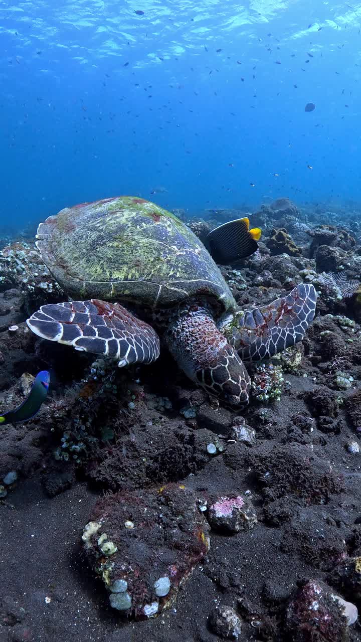 海龟进食视频下载