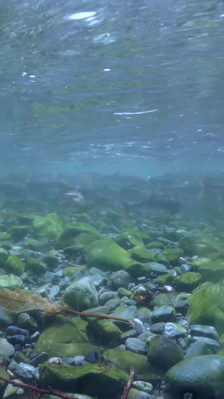 春天清澈的河水中，水藻和岩石的水下宁静视频素材