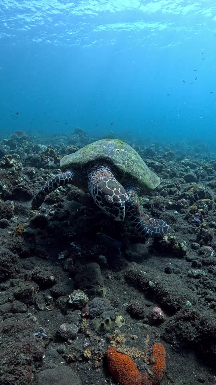 海龟进食视频下载