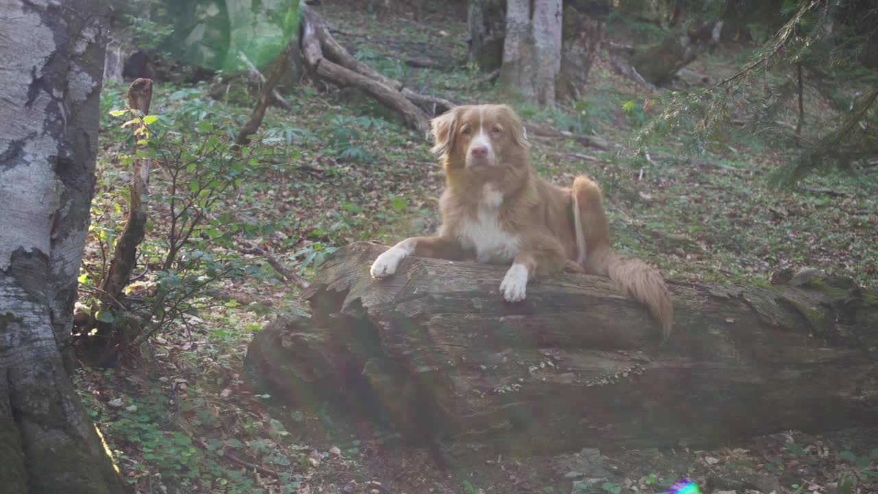 躺在原木上的新斯科舍鸭鸣猎犬视频素材