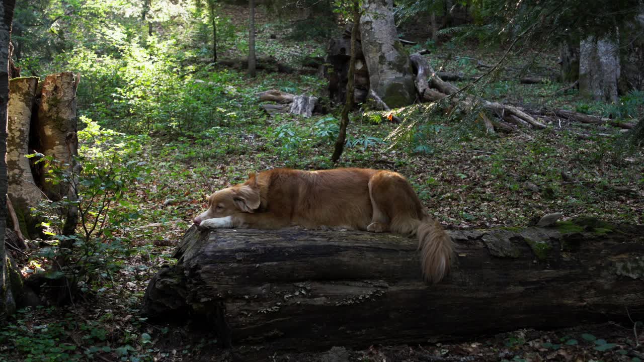 新斯科舍鸭鸣猎犬躺在一棵倒下的树上视频素材