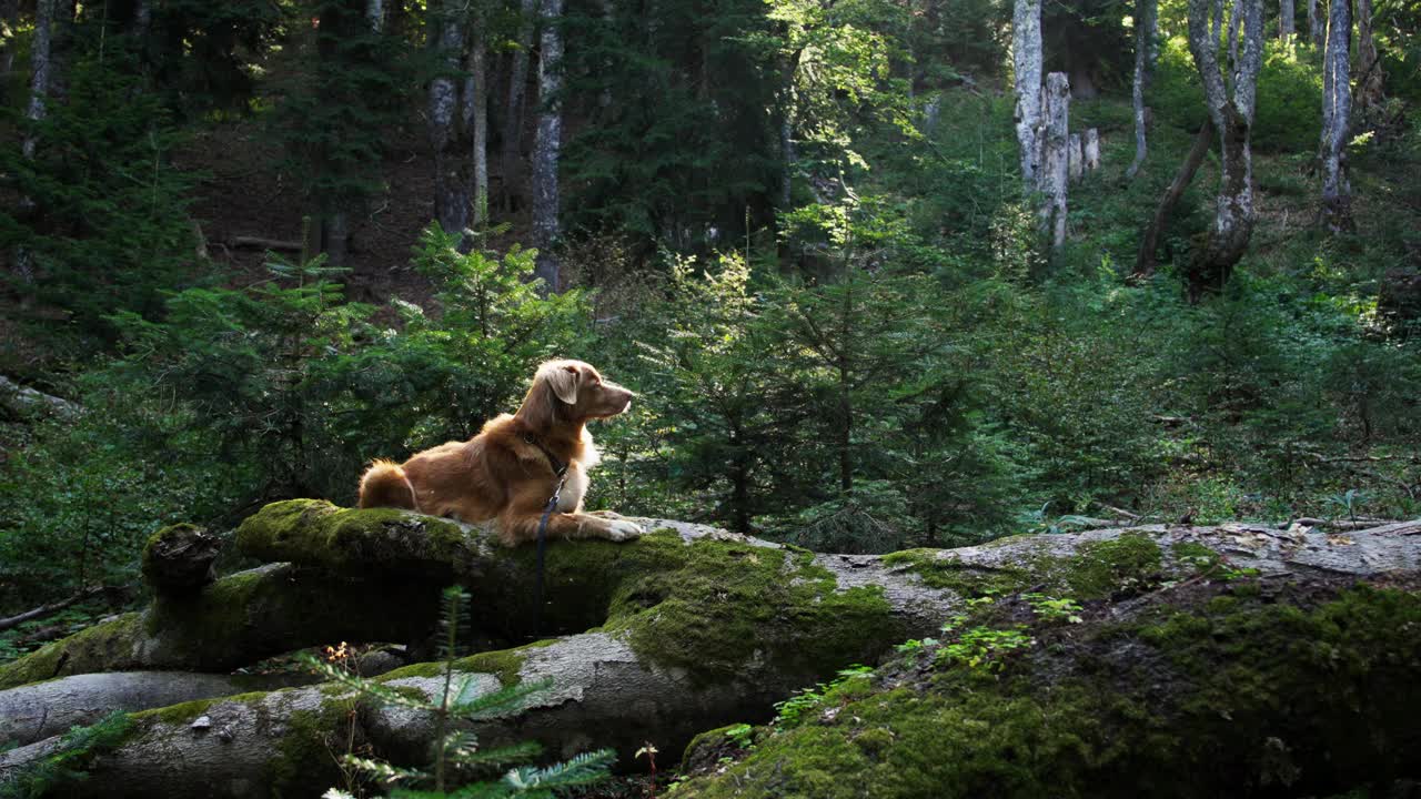 新斯科舍鸭鸣猎犬在原木上休息视频素材