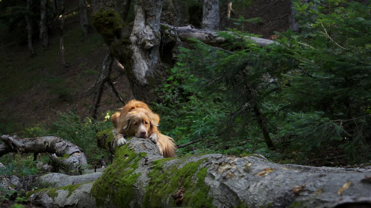 新斯科舍鸭鸣猎犬在原木上休息视频素材