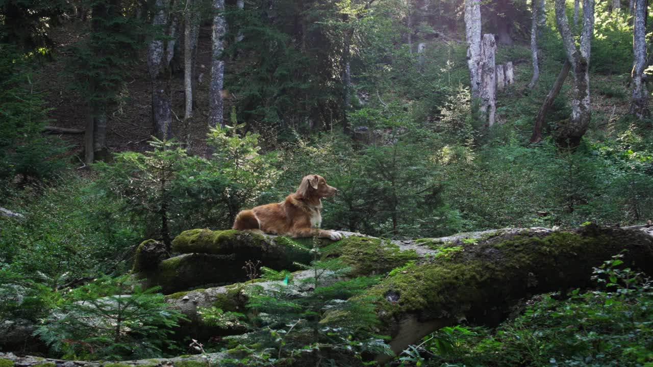 新斯科舍鸭鸣猎犬在阳光下的圆木上视频素材