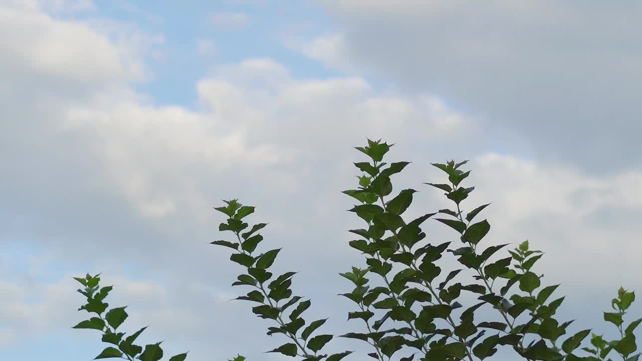 树叶和树枝在风中与多云的天空背景视频下载