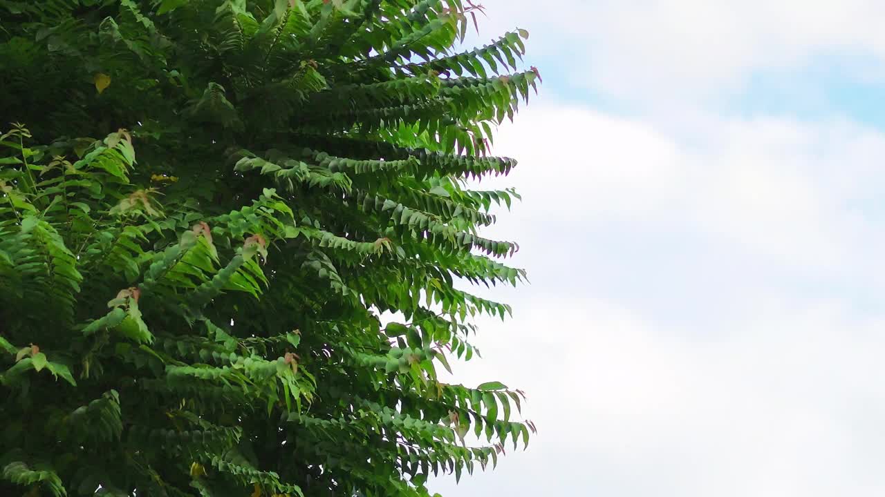 树叶和树枝在风中与天空的背景视频下载