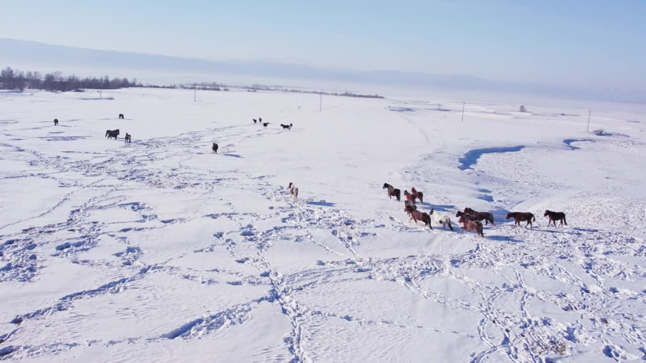 一群马在雪地里奔跑视频下载