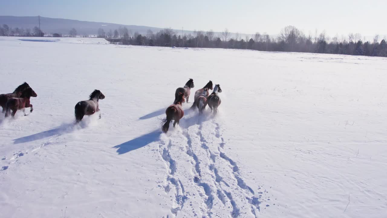 一群马在雪地里奔跑视频下载