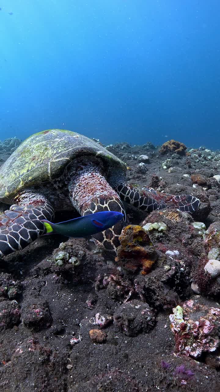 海龟进食视频下载