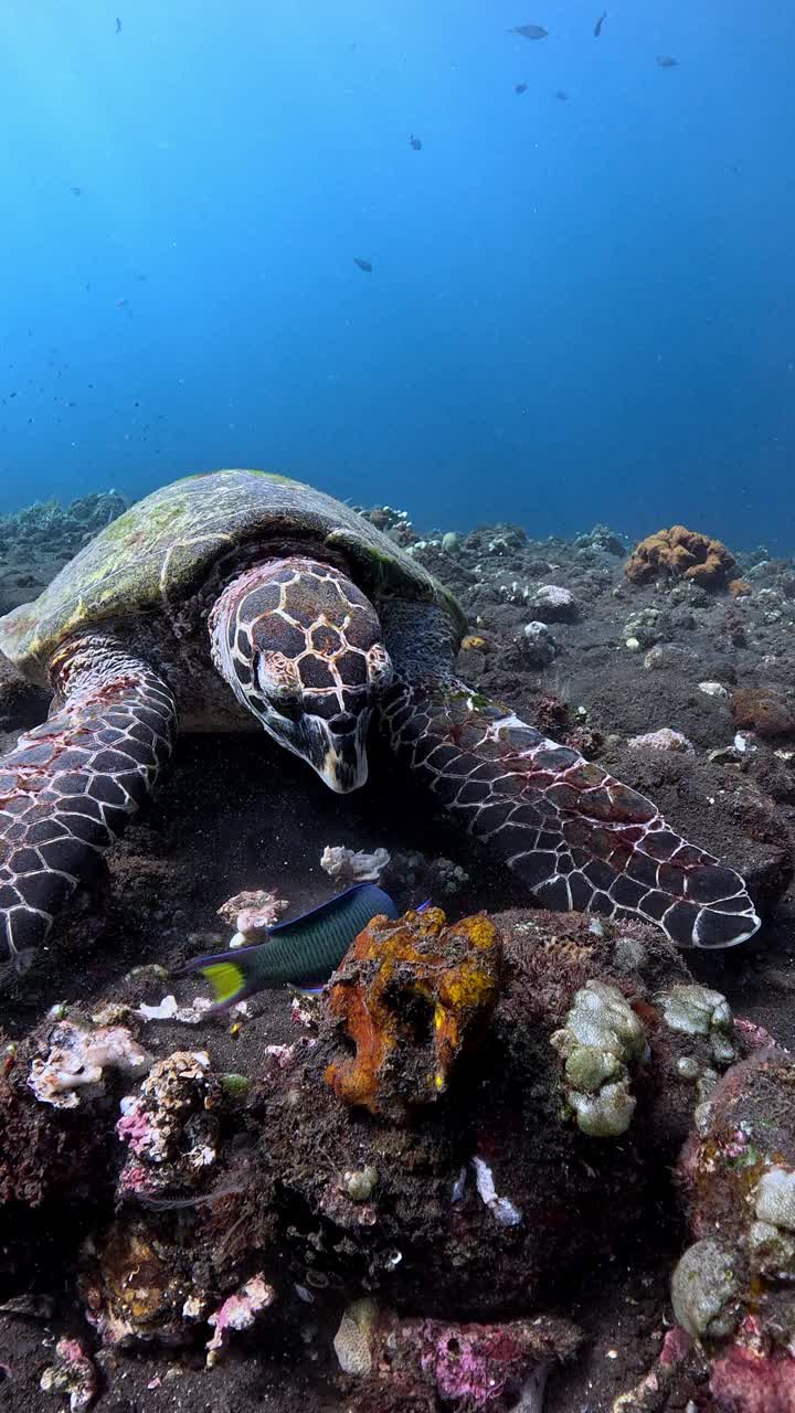 海龟进食视频下载