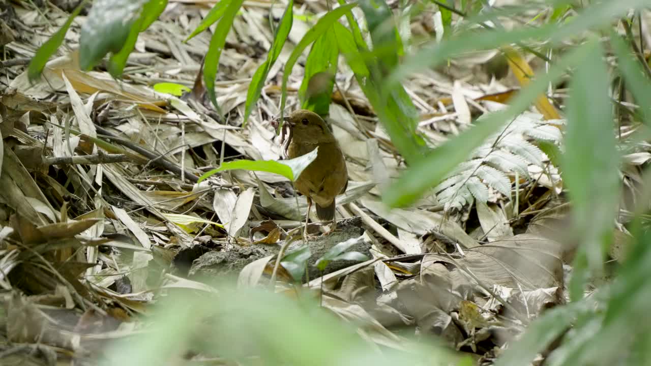 蓝枕琵塔，nipalhydrornis，一种口含蚯蚓的野鸟，在筑巢季节行走在地面上视频下载