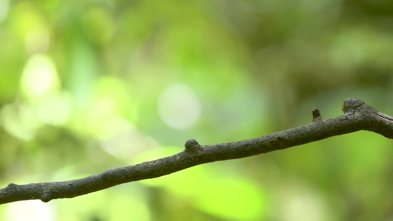 银胸阔喙月龙，野鸟叼着小树枝栖息在树枝上视频素材