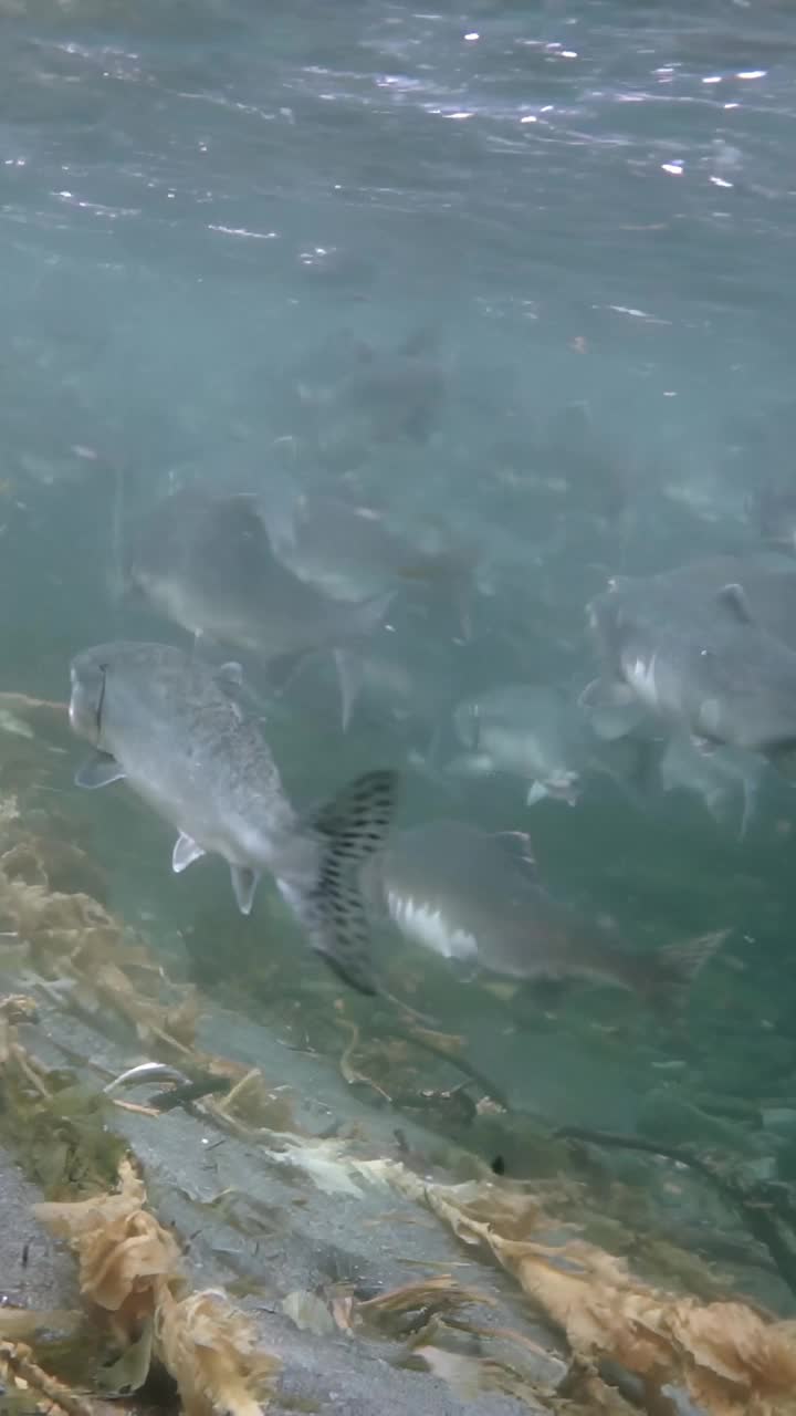 阿拉斯加沿海清澈海水中的水下鲑鱼之旅视频素材