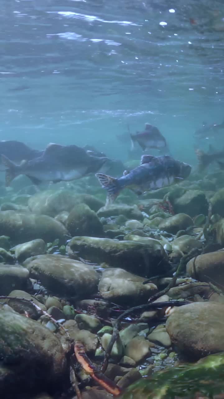 雄伟的鲑鱼学校在水晶般清澈的海水下优雅地游泳视频素材