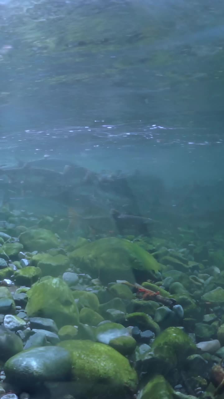 在水面下，一群鲑鱼游过清澈的海水视频素材