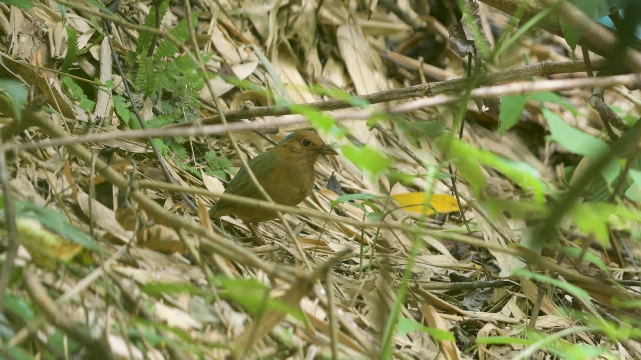 蓝枕琵塔，nipalhydrornis在地上寻找蚯蚓，野生鸟类在自然界的行为视频素材