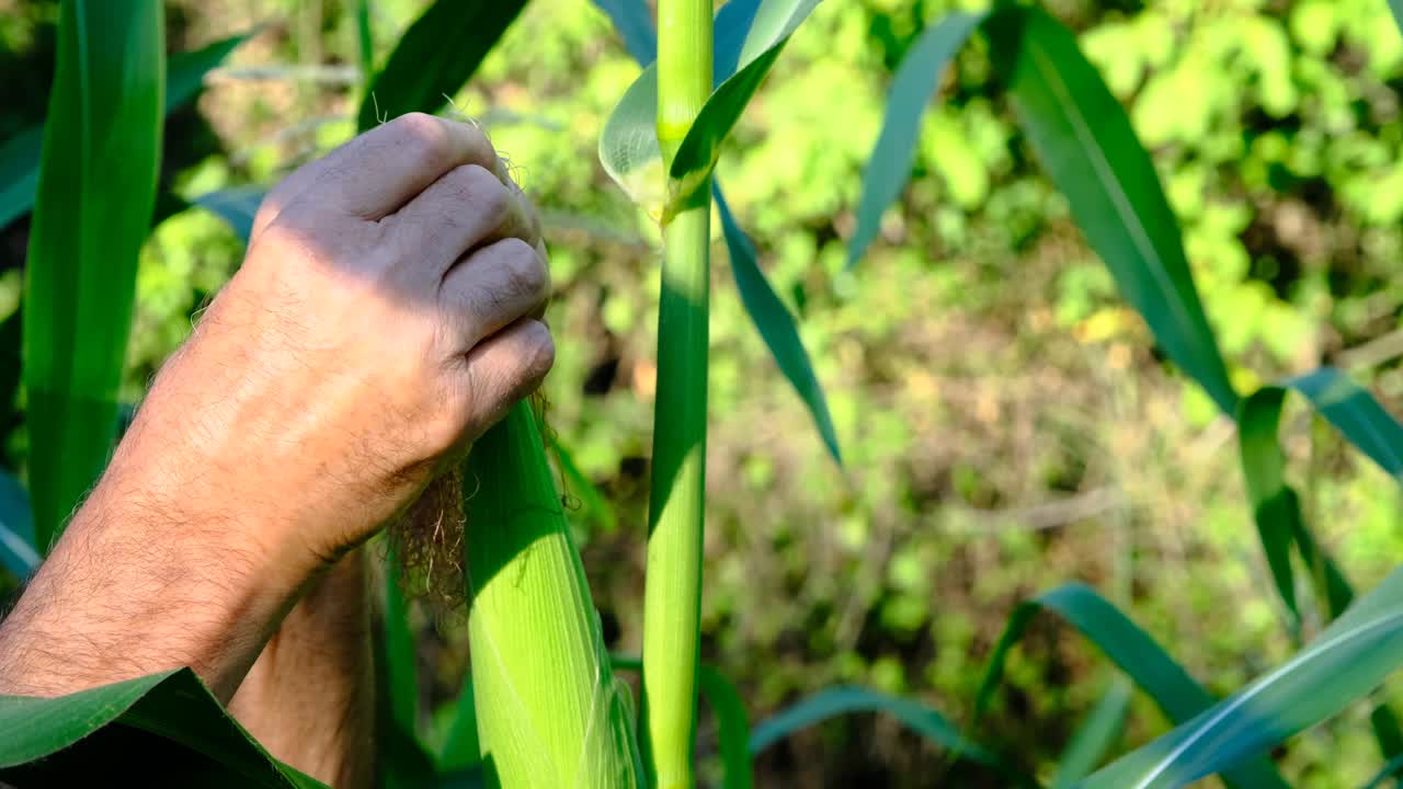 一位农民正在检查一穗玉米视频素材