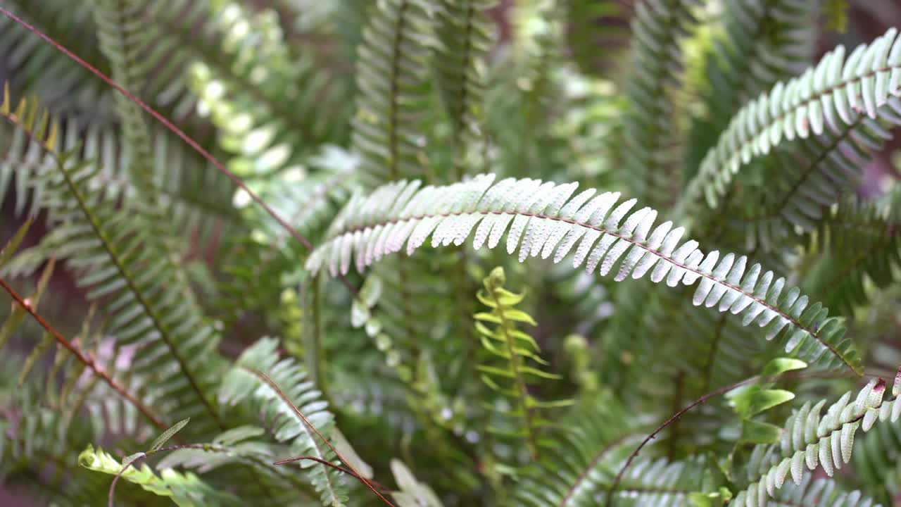 一种美丽的户外植物。多年生草本蕨类植物照顾室内植物的概念视频下载