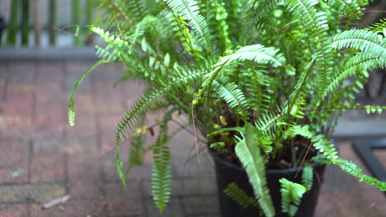 蕨类植物一种多年生草本蕨类植物(蕨类植物)，生长在室外的大锅中也被称为剑鱼或波士顿蕨。视频下载