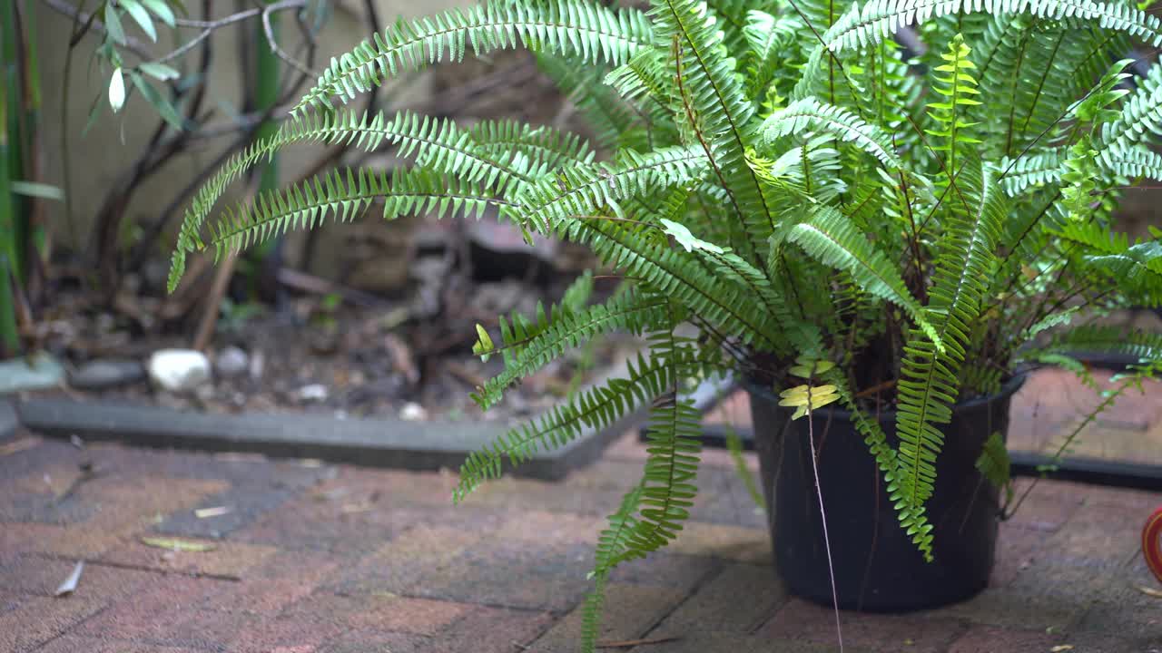 在室外，花盆里的蕨。自然背景。房屋地盘、庭院的景观美化。植物护理的概念视频下载