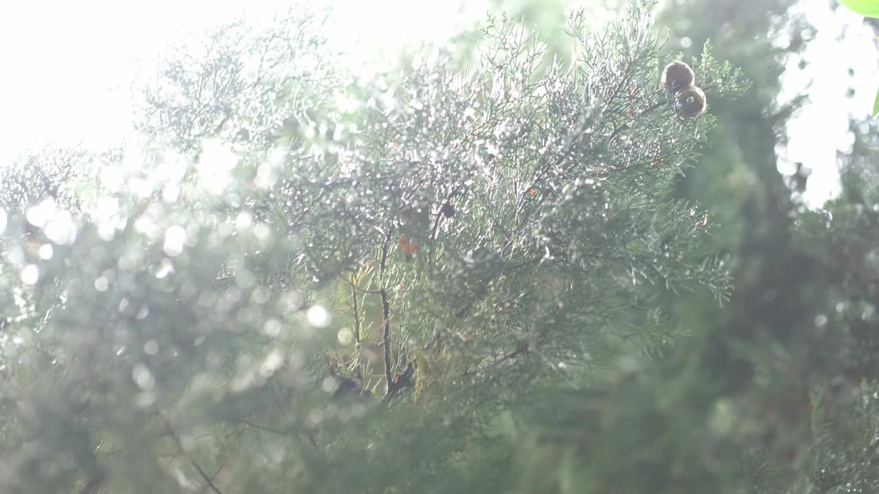 雨后常绿针叶树的树叶特写，背景是天空和模糊的树木。选择性对焦，模糊背景视频下载