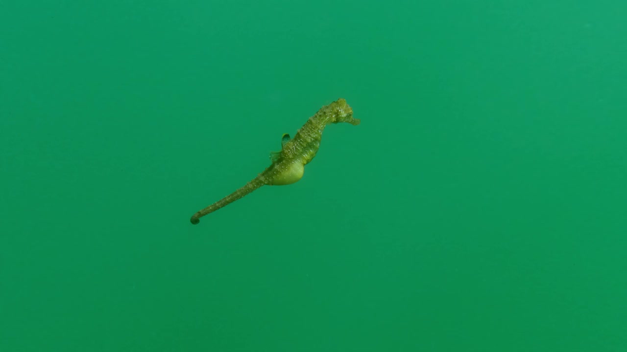 怀孕的雄性绿色海马漂浮在水中，慢动作视频素材