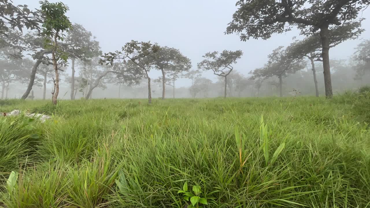 绿油油的草地上有雾的森林视频素材