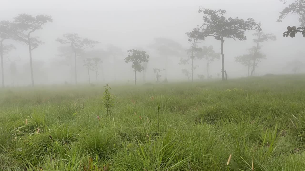 绿油油的草地上有雾的森林视频下载