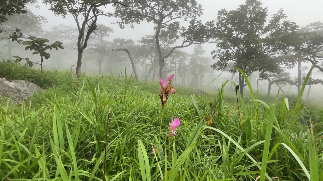 绿油油的草地上有雾的森林视频下载